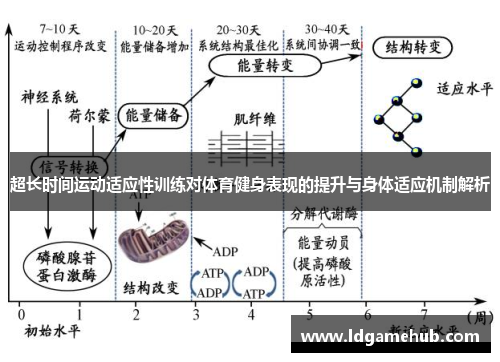 超长时间运动适应性训练对体育健身表现的提升与身体适应机制解析